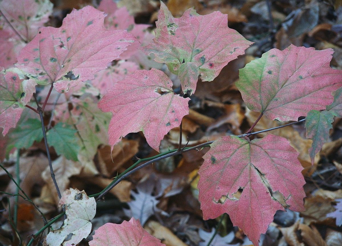 Viburnum acerifolium (Mapleleaf Viburnum)