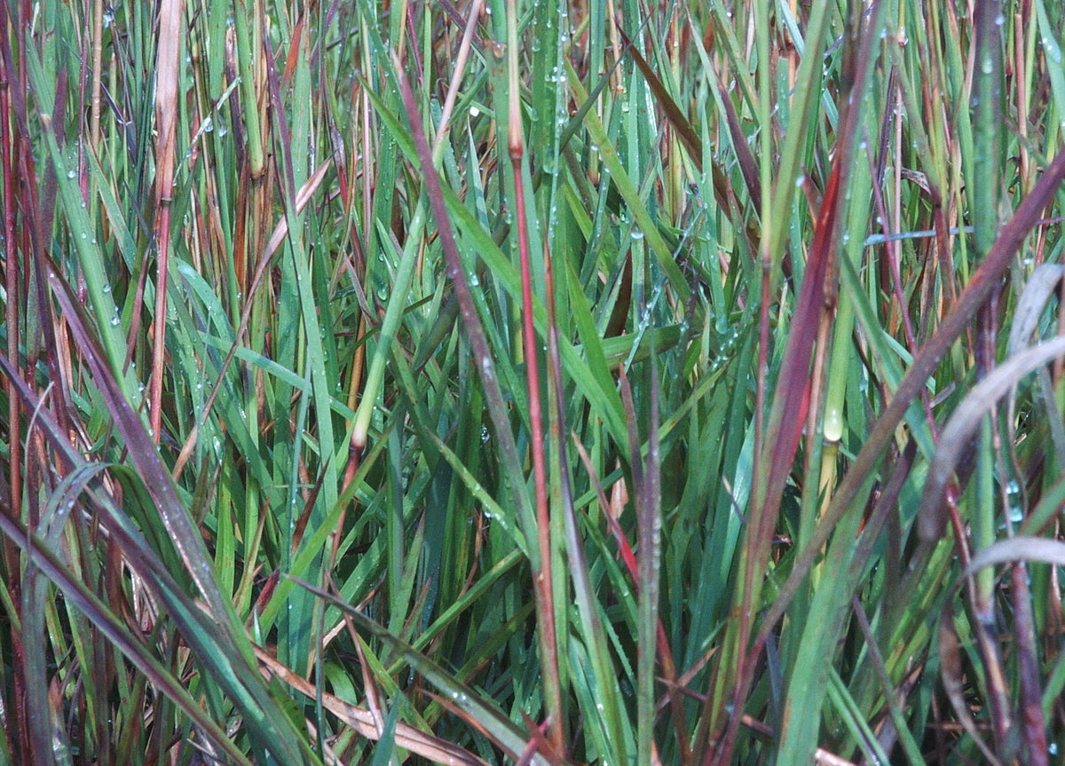 Schizachyrium scoparium (Little Bluestem)