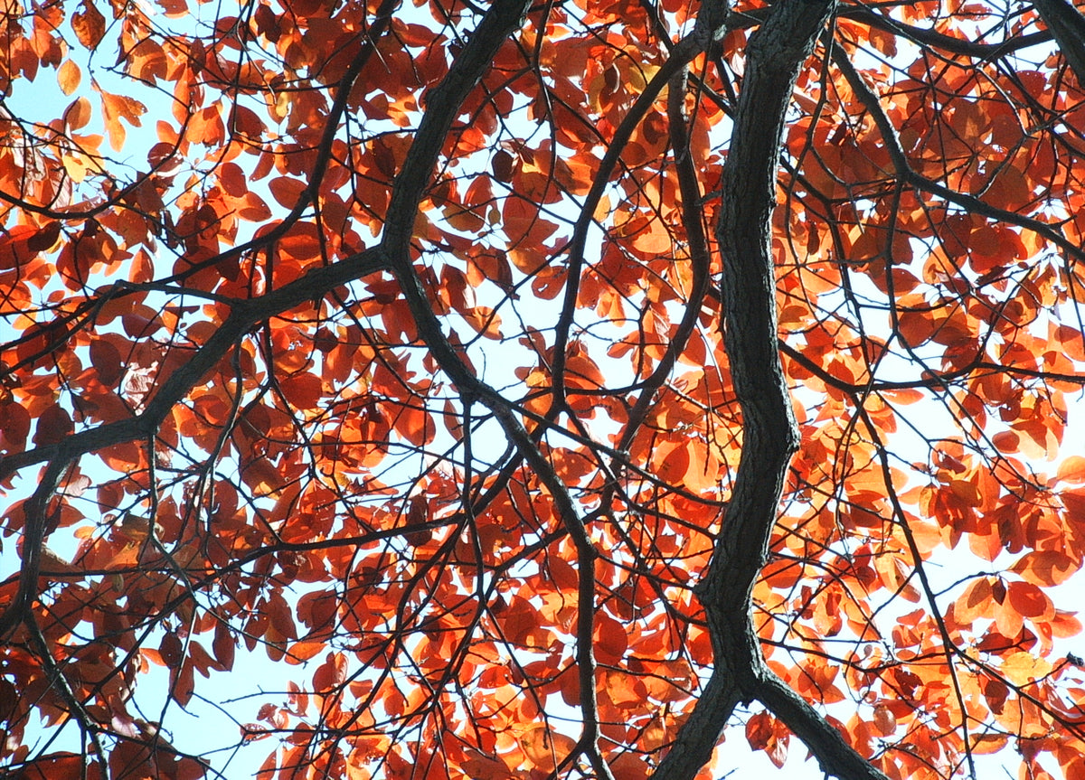 Sassafras albidum (Sassafras)