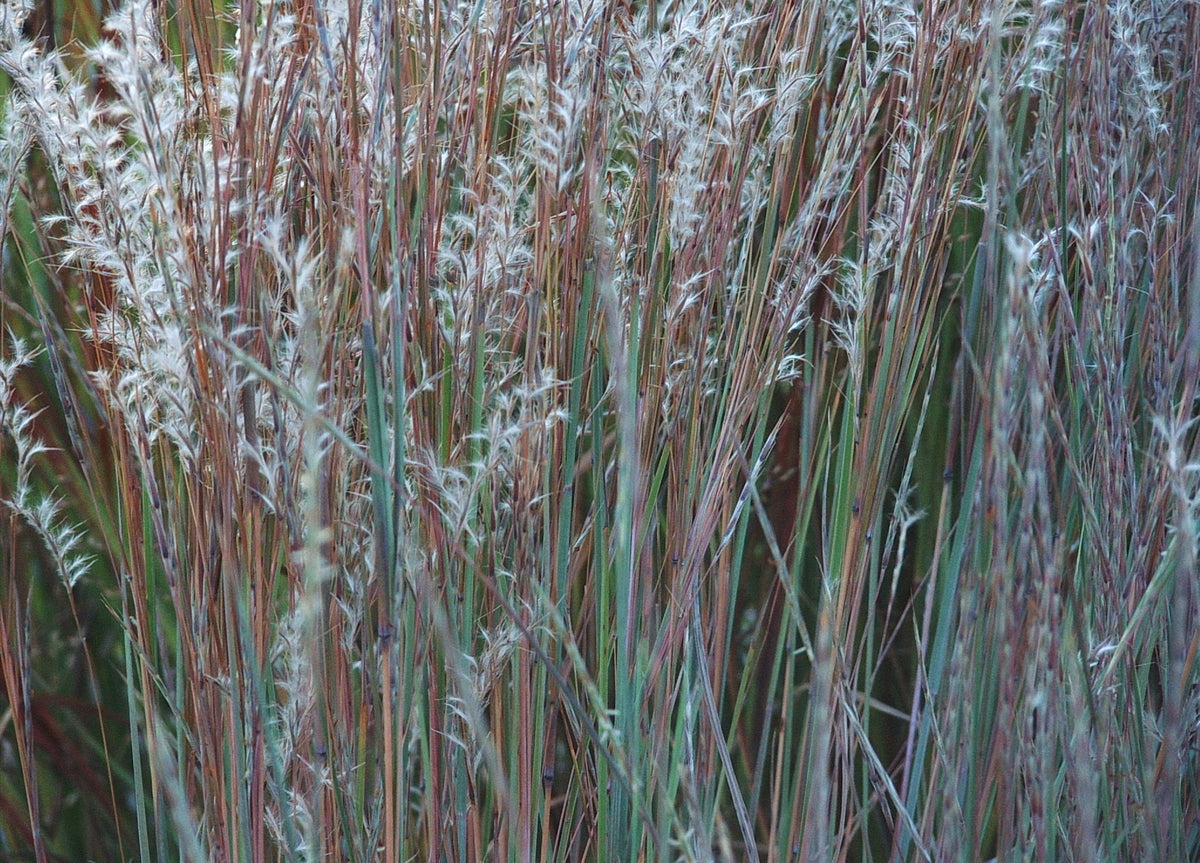 Schizachyrium scoparium (Little Bluestem)