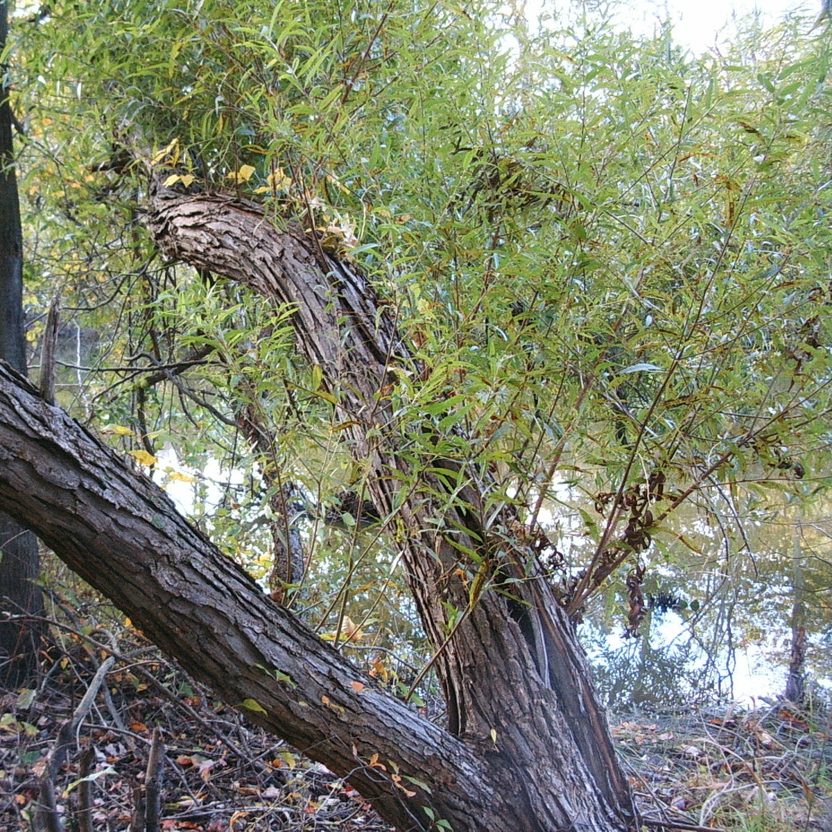 Salix nigra (Black Willow)