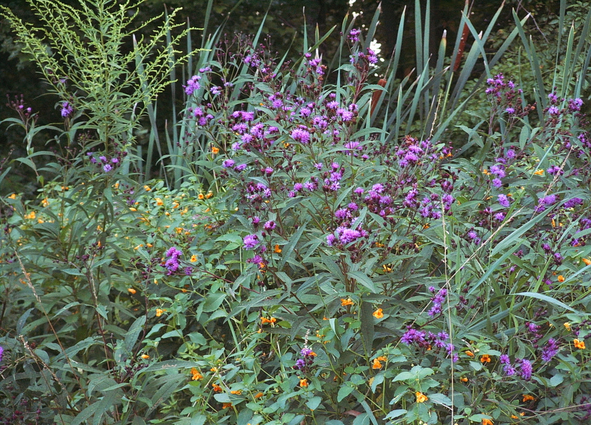Vernonia noveboracensis (New York Ironweed)