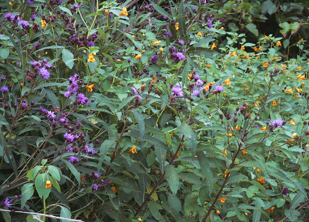 Vernonia noveboracensis (New York Ironweed)