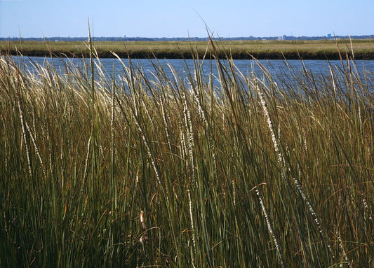 Spartina alterniflora (Smooth Cordgrass)