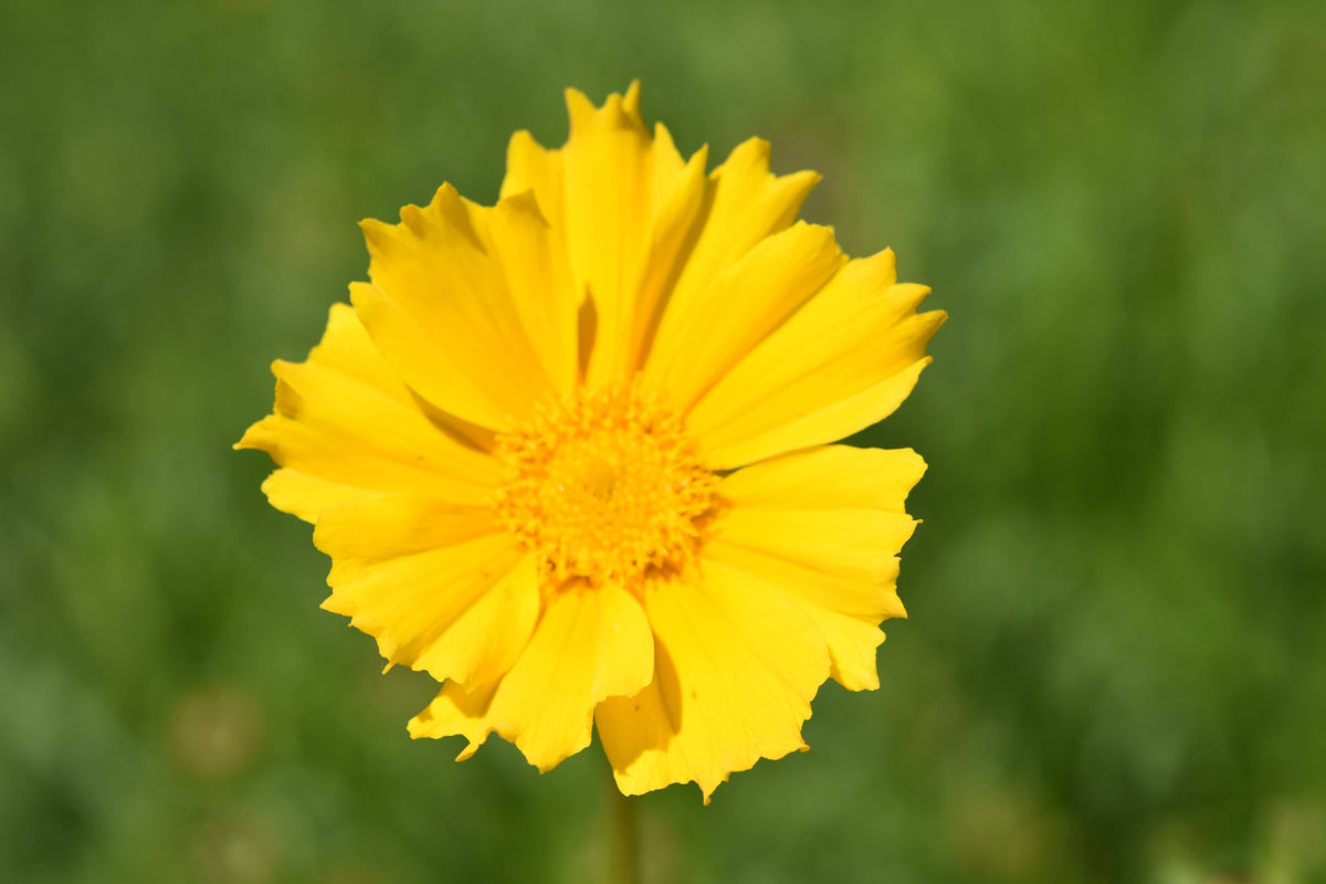 Coreopsis lanceolata (Lanceleaf Tickseed)