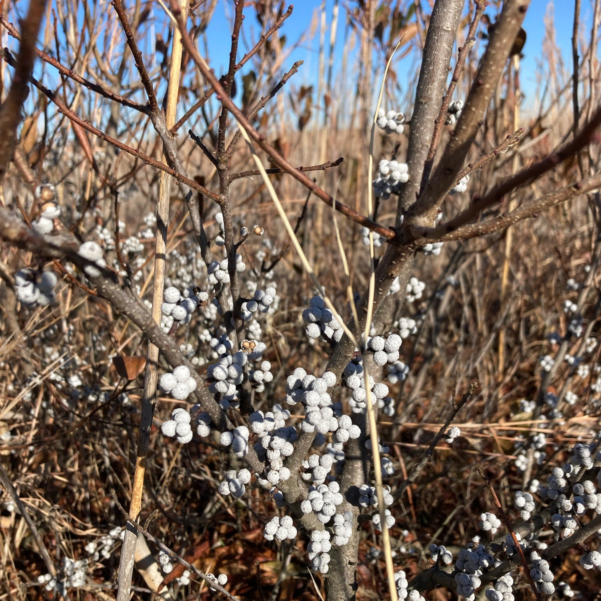 Morella pensylvanica (Northern Bayberry)