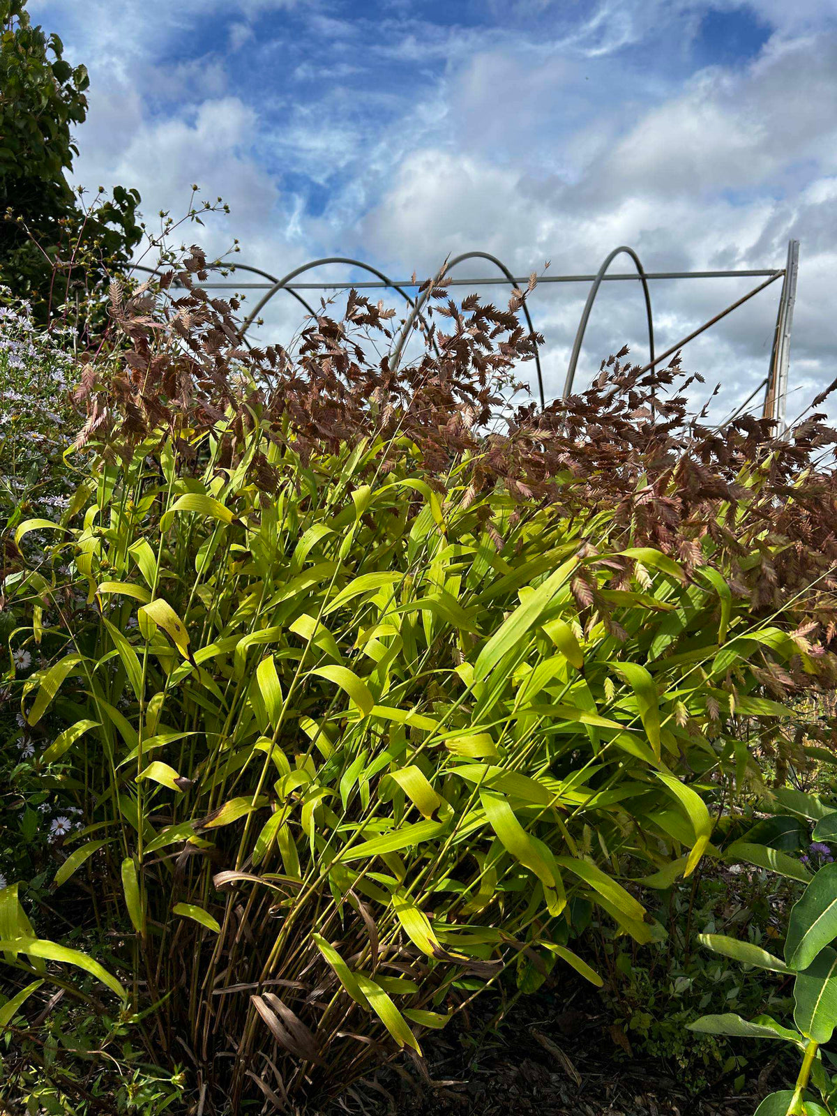 Chasmanthium latifolium (Northern Sea Oats)