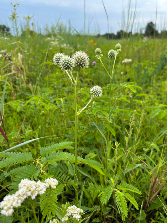 Eryngium yuccifolium (Rattlesnake Master)