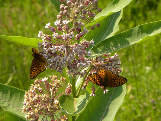 Asclepias syriaca (Common Milkweed)