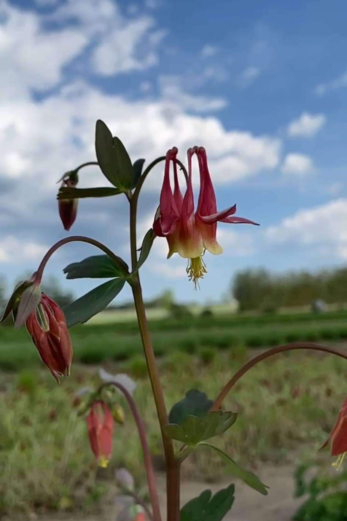 Aquilegia canadensis (Columbine)