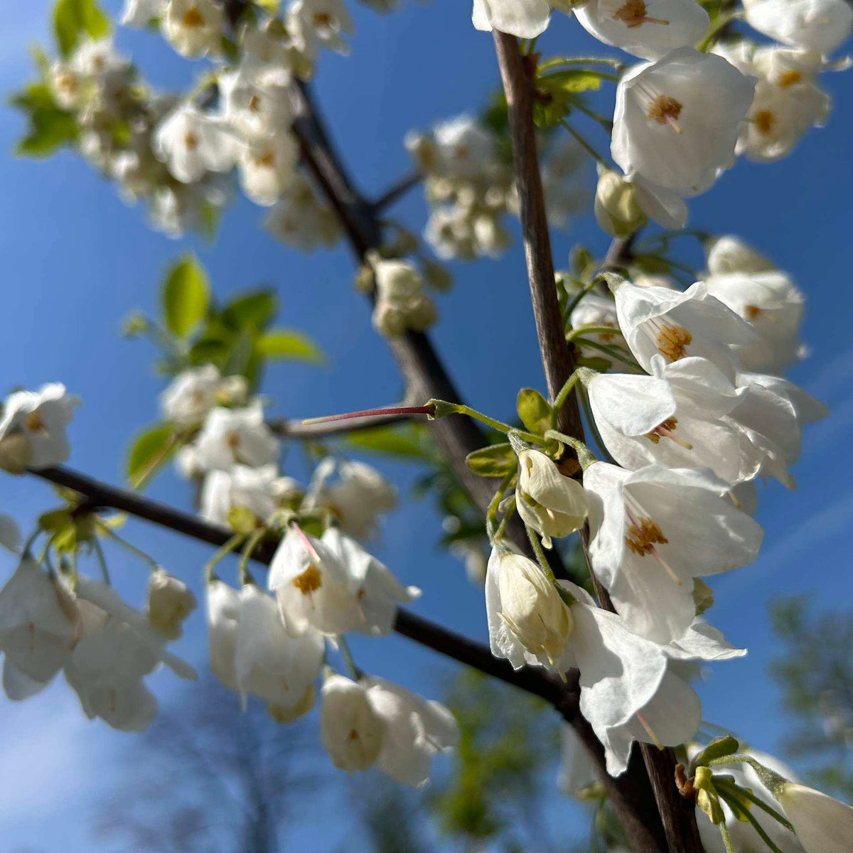 Halesia caroliniana (Carolina Silverbell)