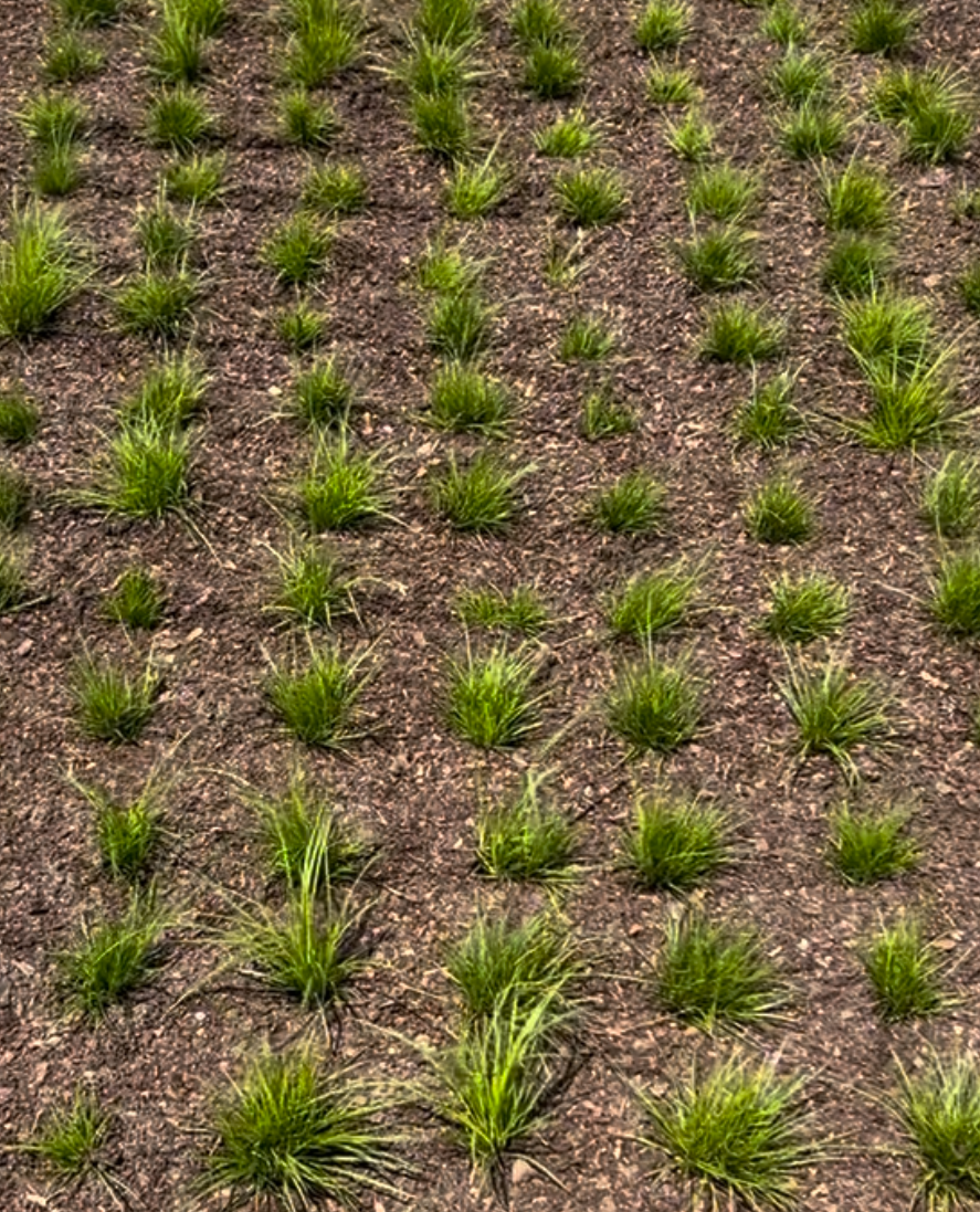 Carex pensylvanica (Pennsylvania Sedge)