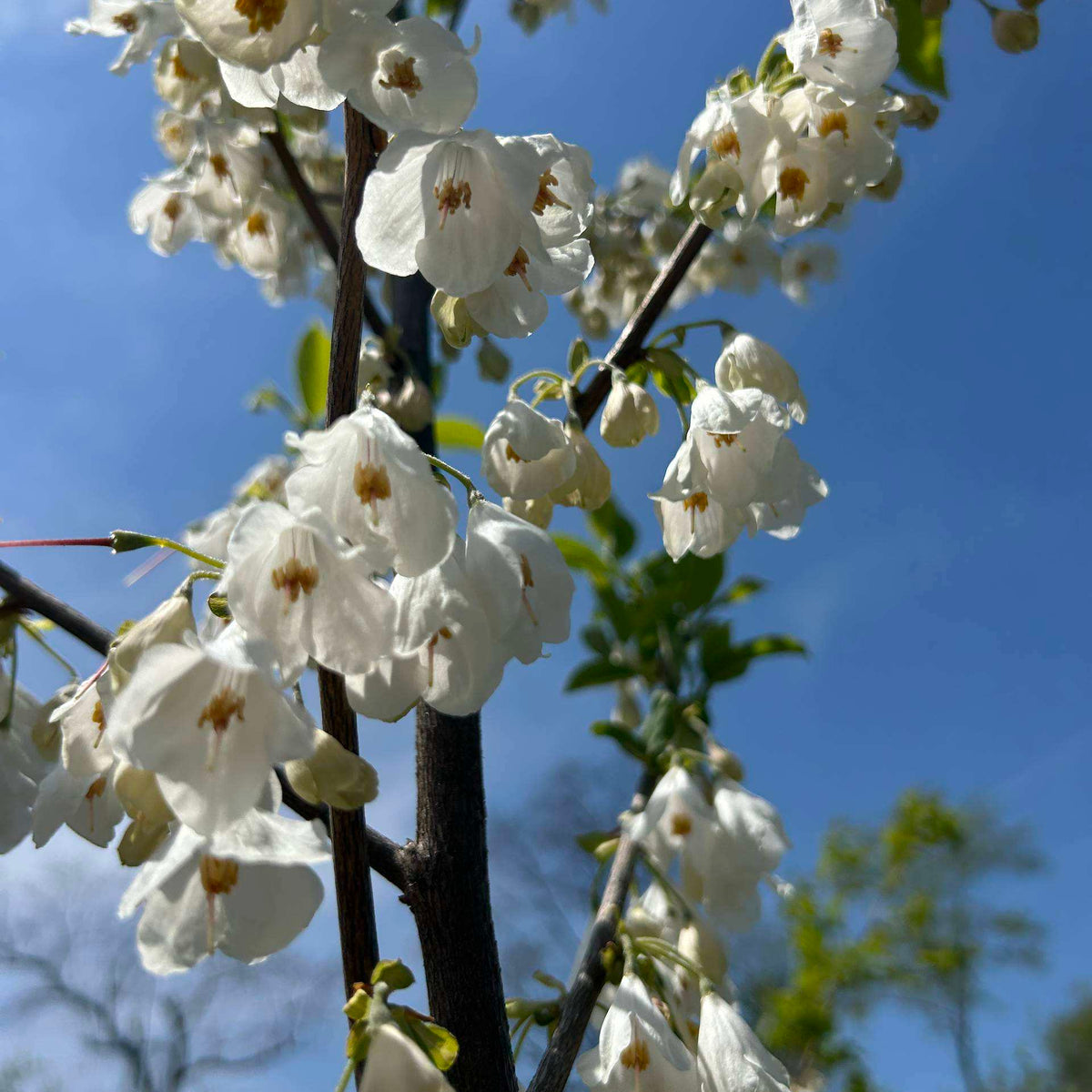 Halesia caroliniana (Carolina Silverbell)