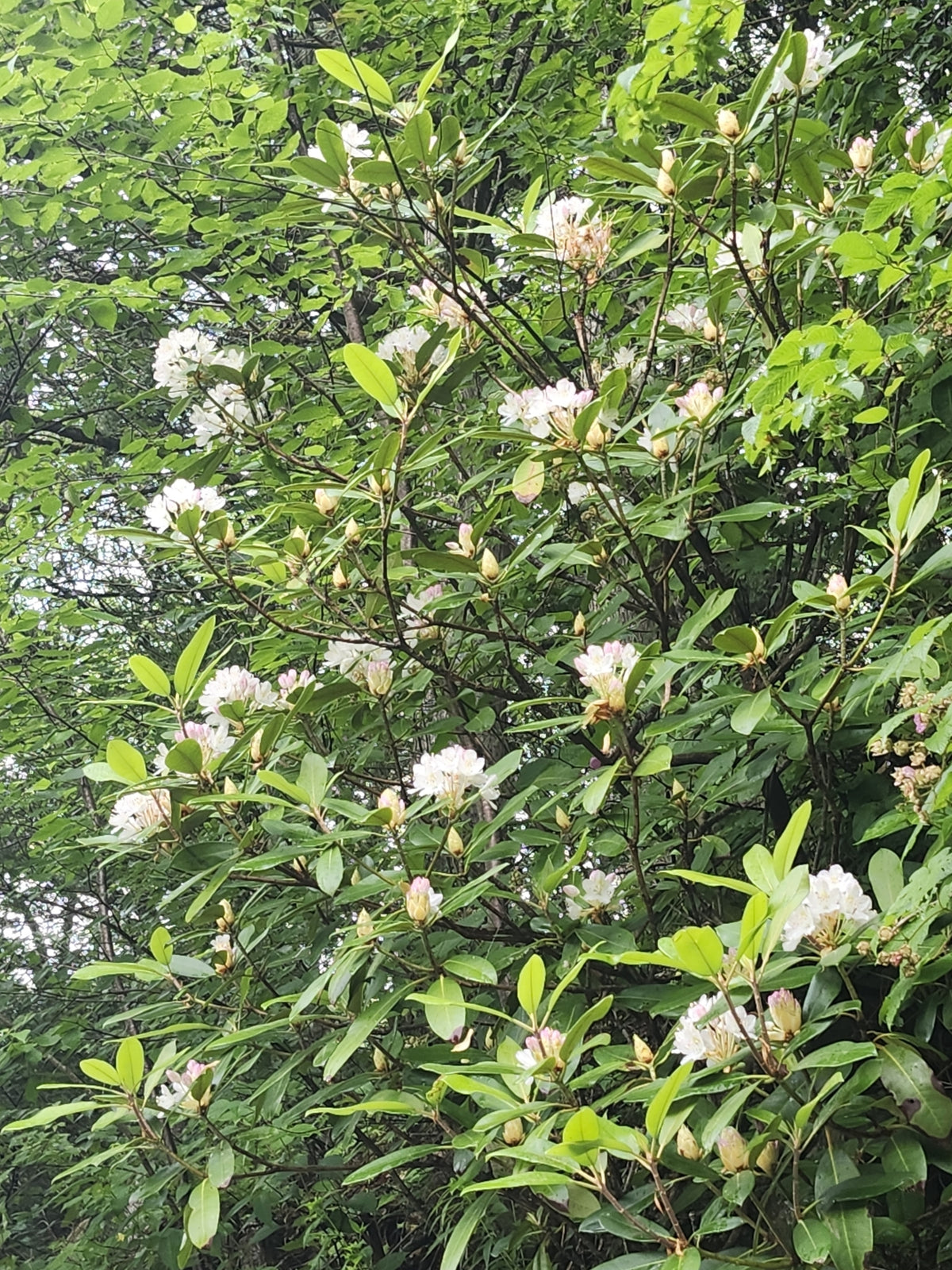 Rhododendron maximum (Rosebay Rhododendron)