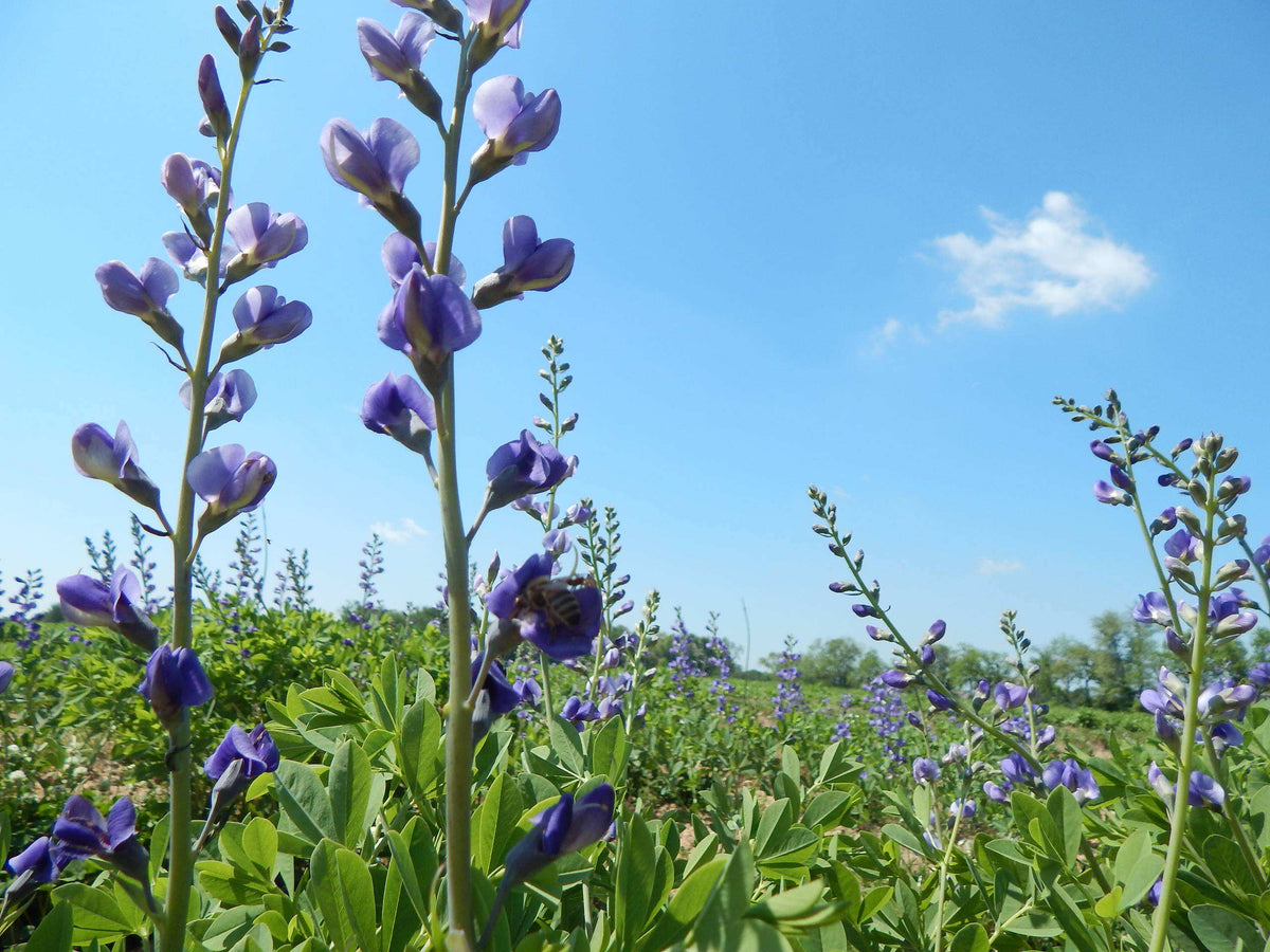 Baptisia australis (Blue Wild Indigo)