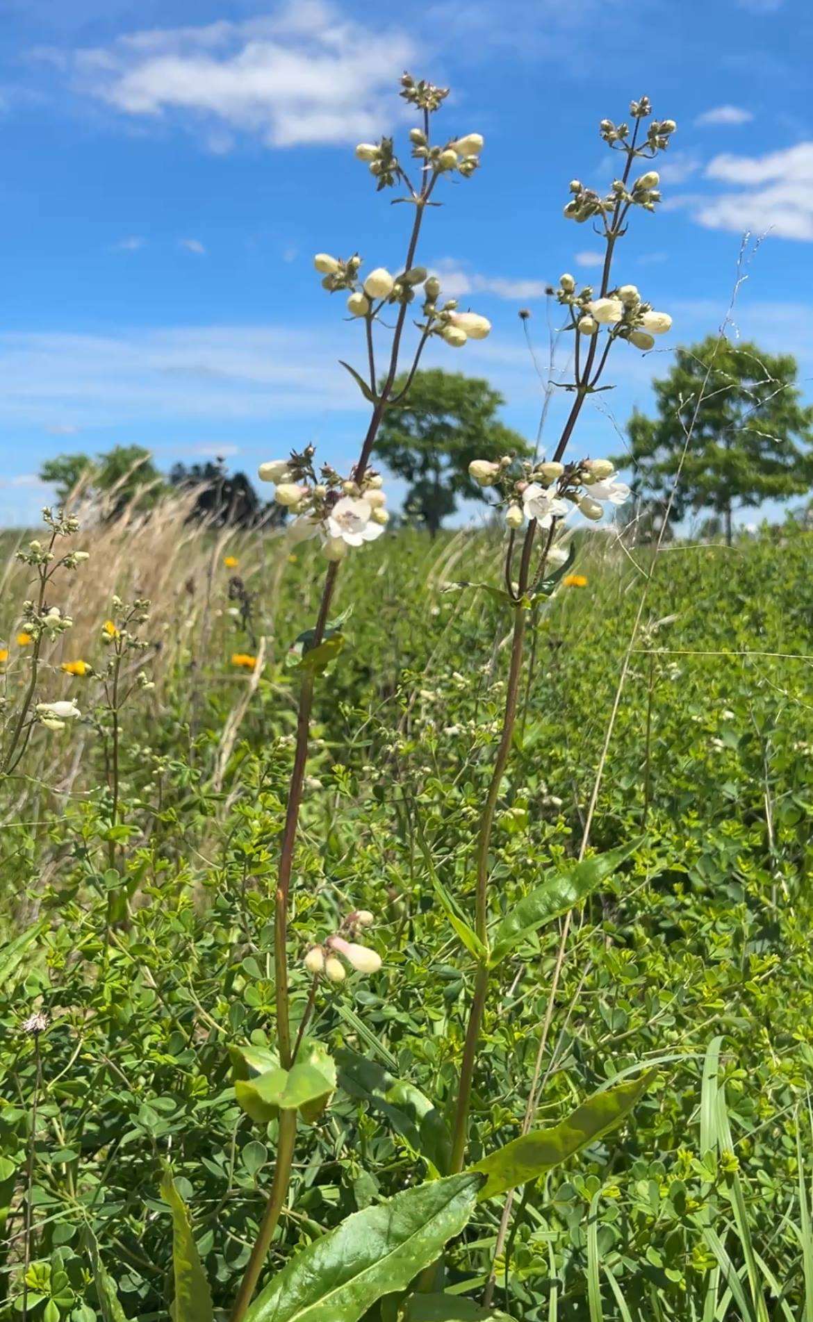 Penstemon digitalis (Foxglove Beardtongue)