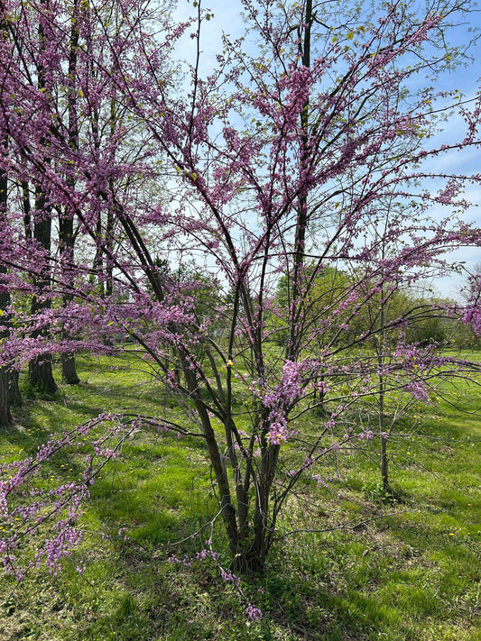 Cercis canadensis (Eastern Redbud)