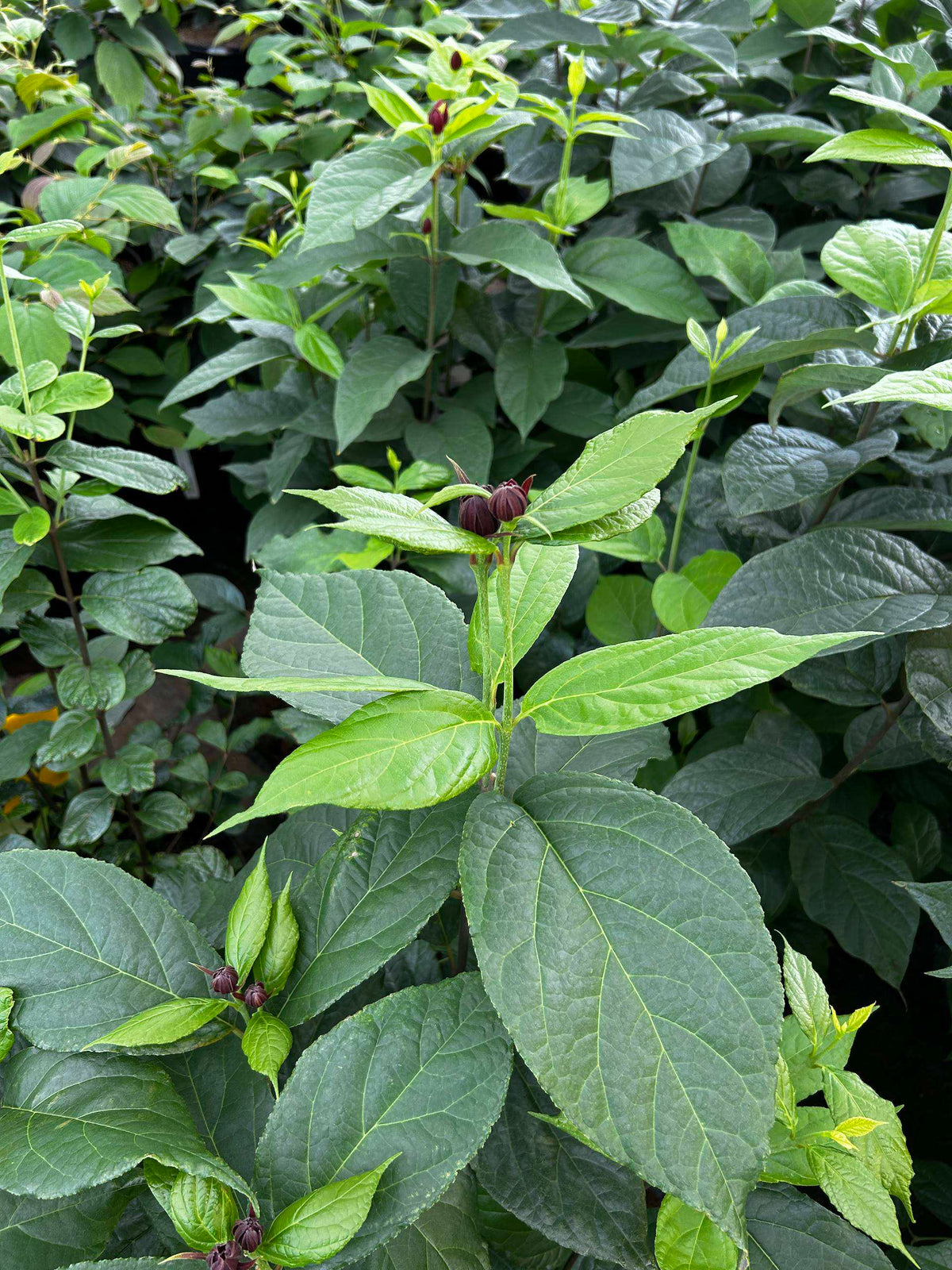 Calycanthus floridus (Carolina Allspice)