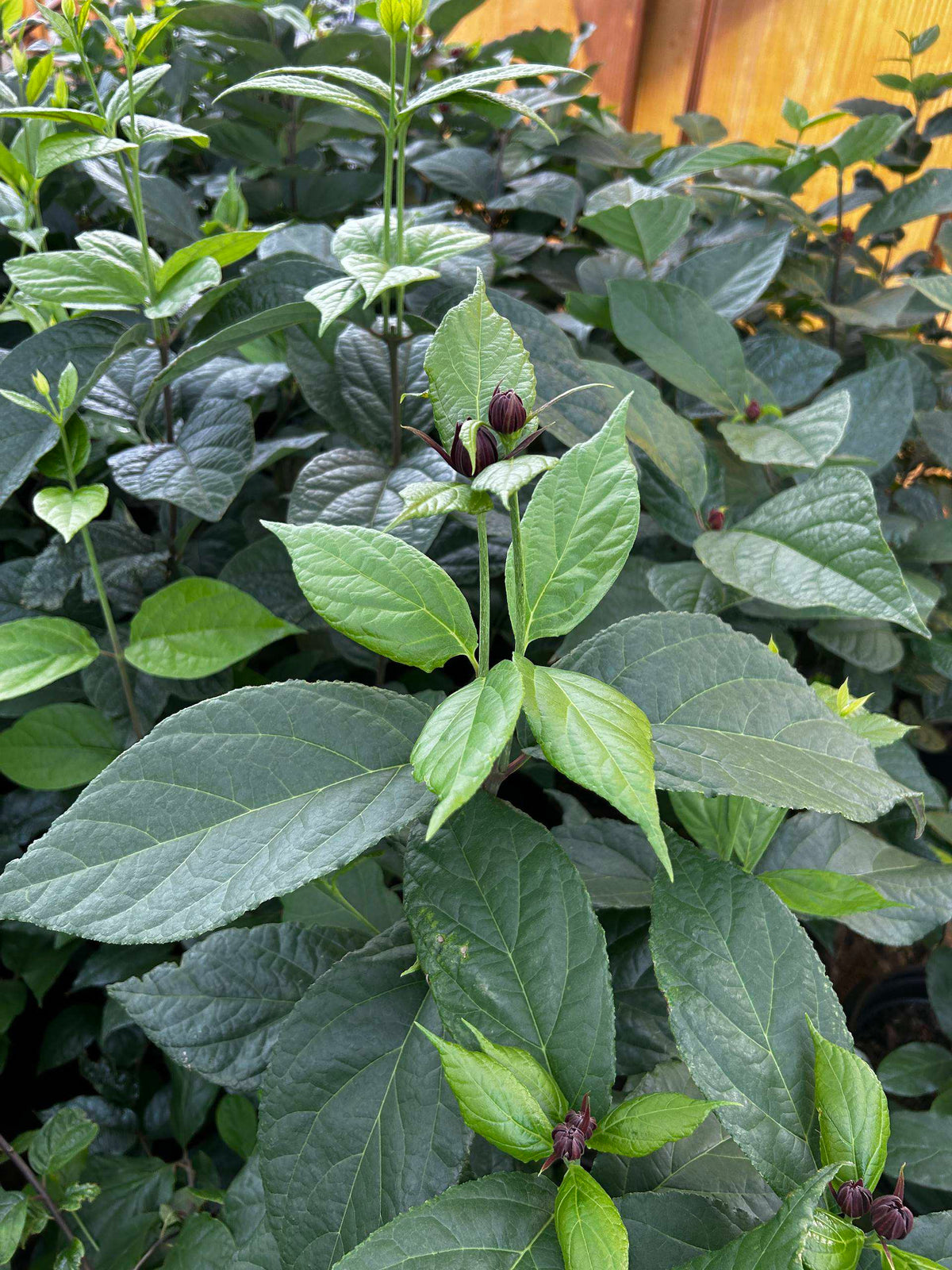Calycanthus floridus (Carolina Allspice)