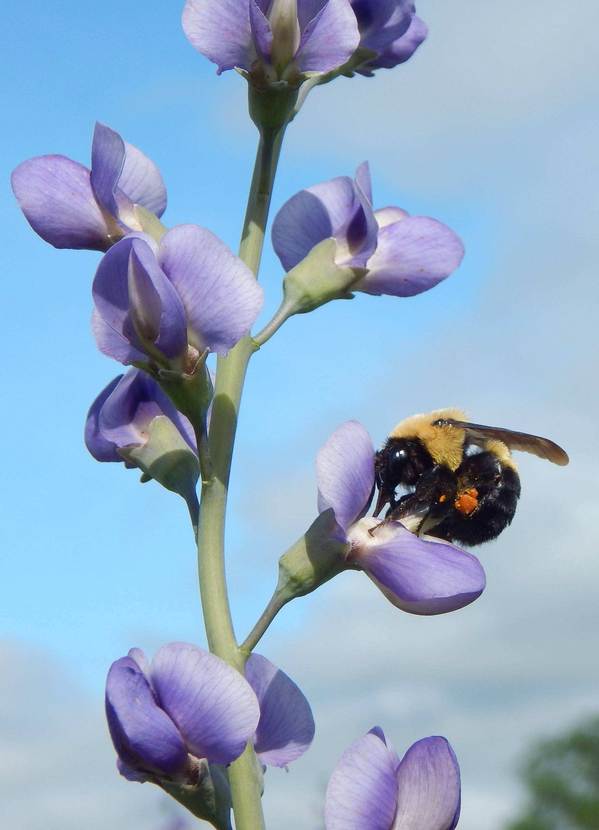 Baptisia australis (Blue Wild Indigo)