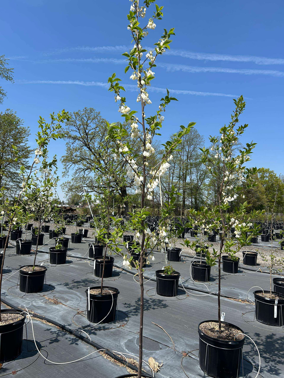 Chionanthus virginicus (Fringetree)