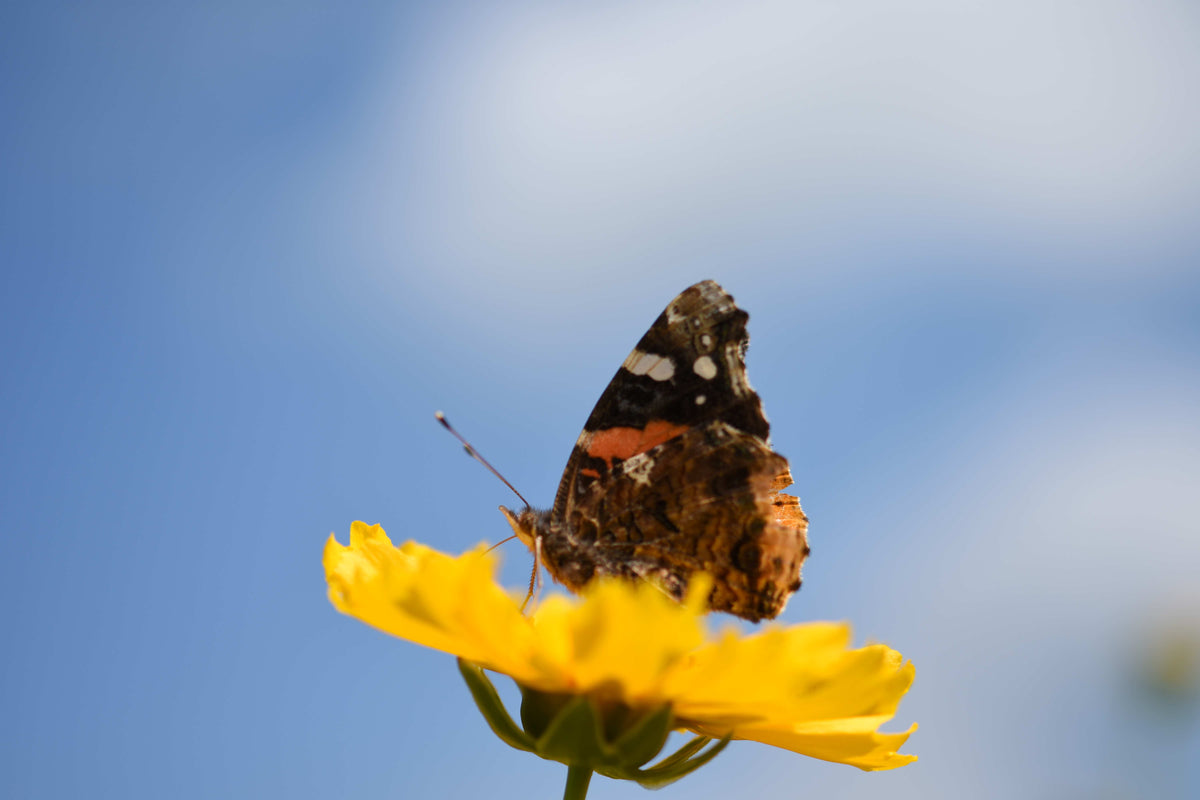 Coreopsis lanceolata (Lanceleaf Tickseed)