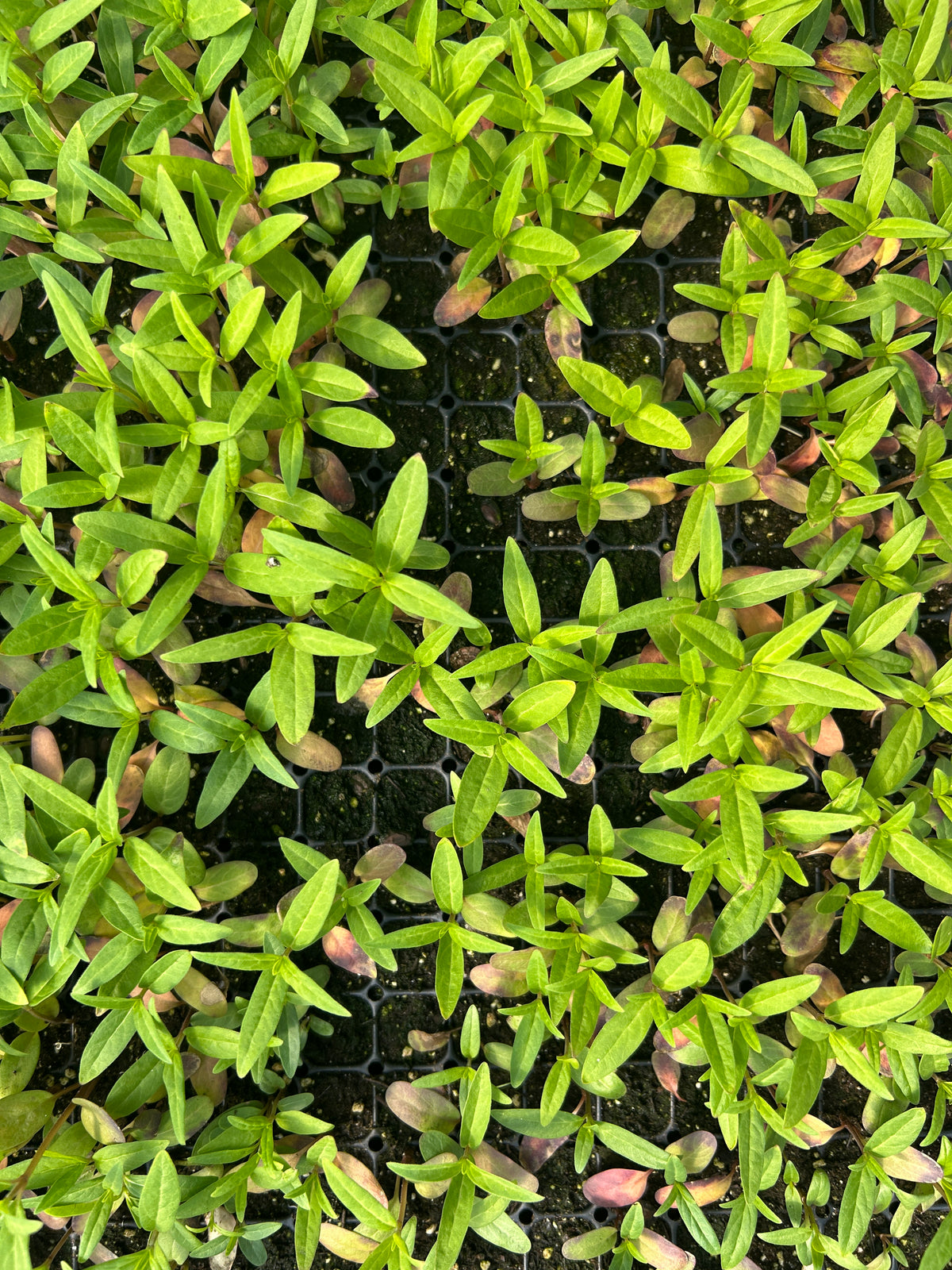 Asclepias incarnata (Swamp Milkweed)