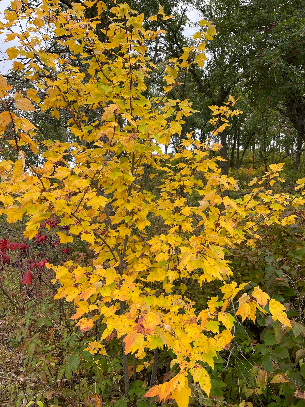 Acer rubrum (Red Maple)