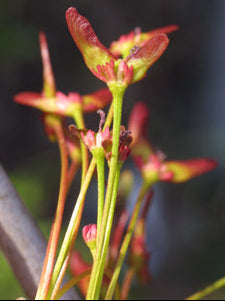Acer rubrum (Red Maple)