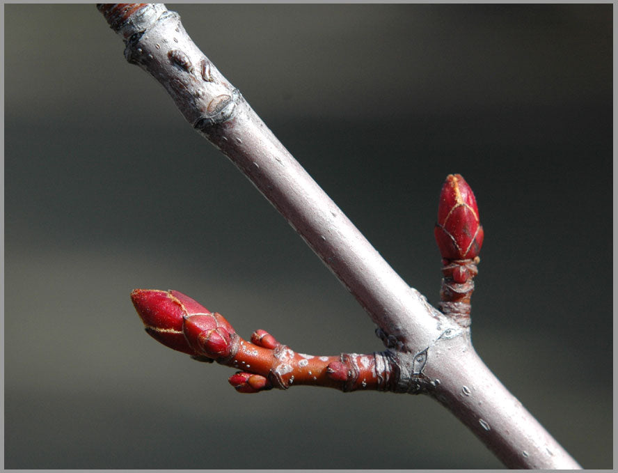 Acer rubrum (Red Maple)