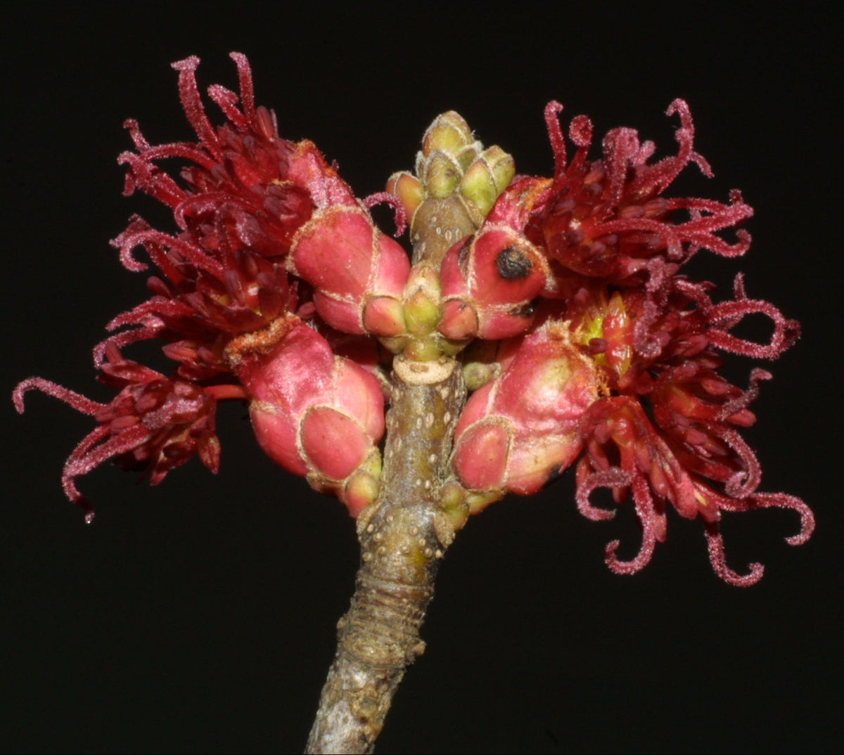Acer rubrum (Red Maple)