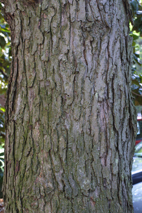Acer saccharinum (Silver Maple)