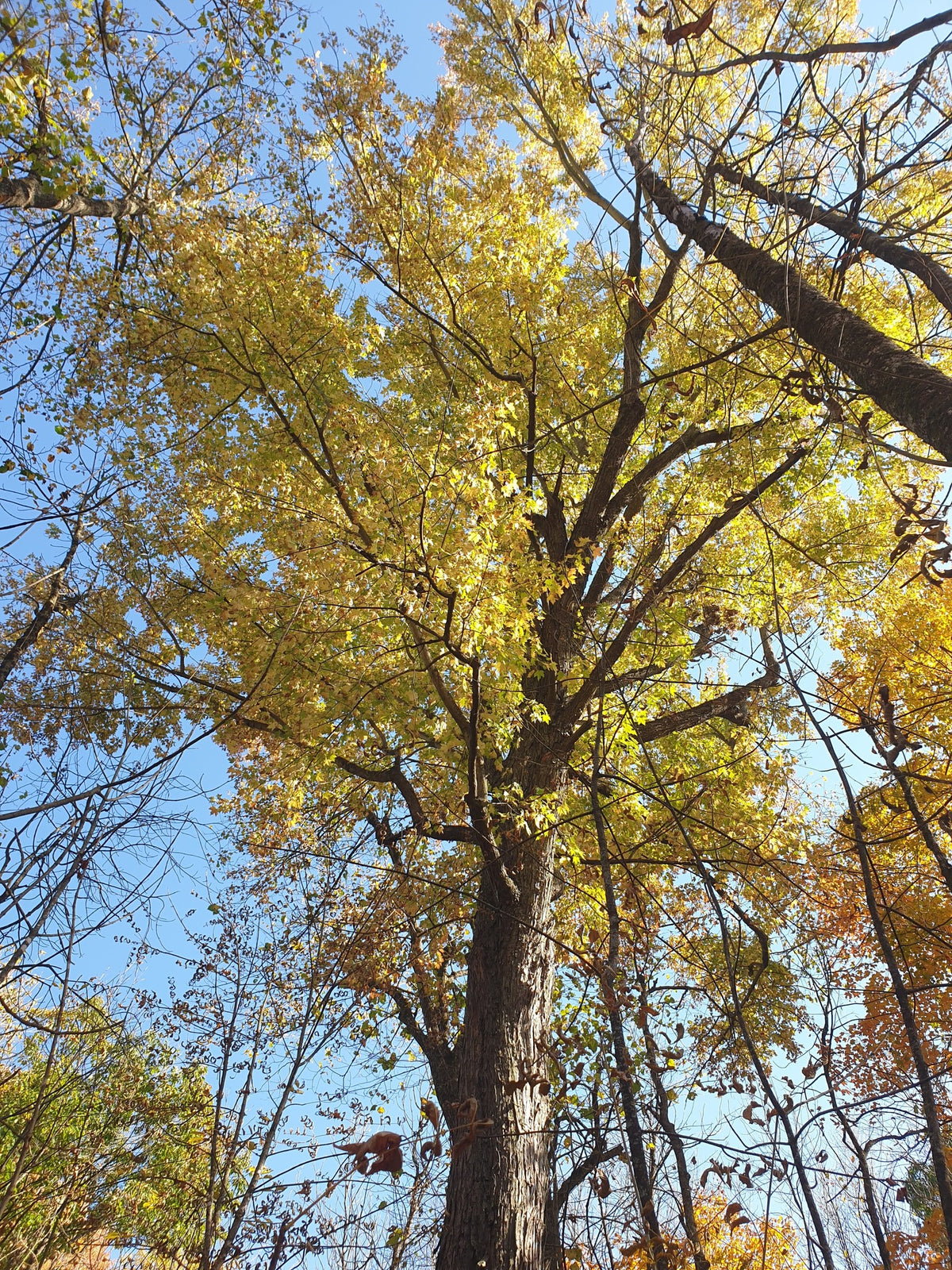 Acer saccharinum (Silver Maple)