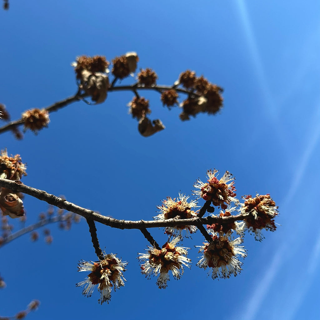 Acer saccharinum (Silver Maple)