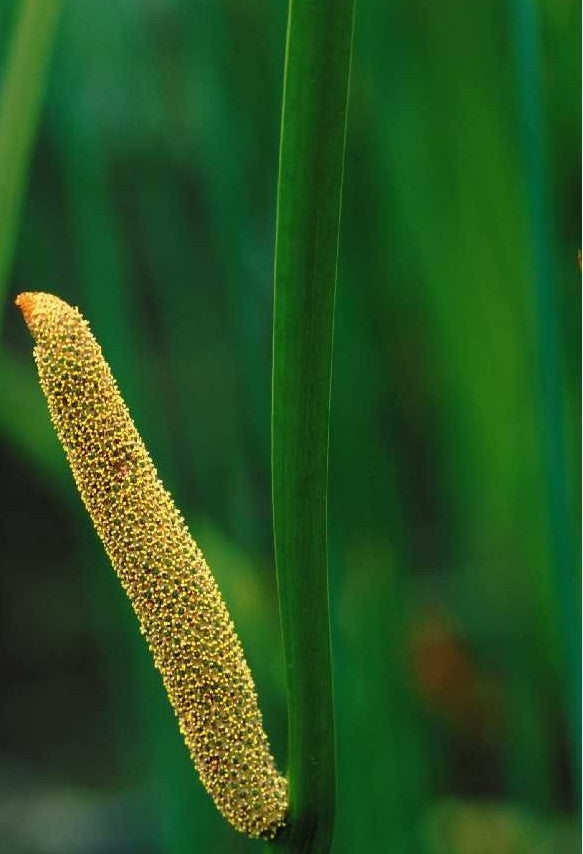 Acorus americanus (Sweetflag)