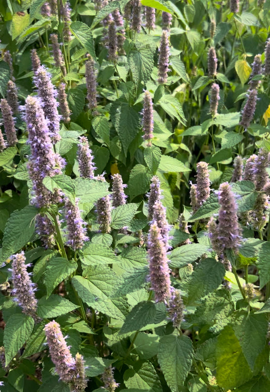 Agastache foeniculum (Blue Giant Hyssop)