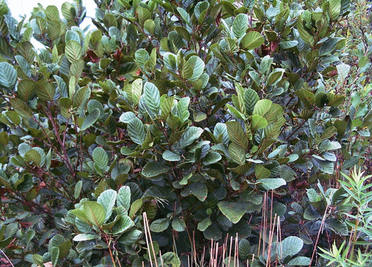 Alnus serrulata (Smooth Alder)