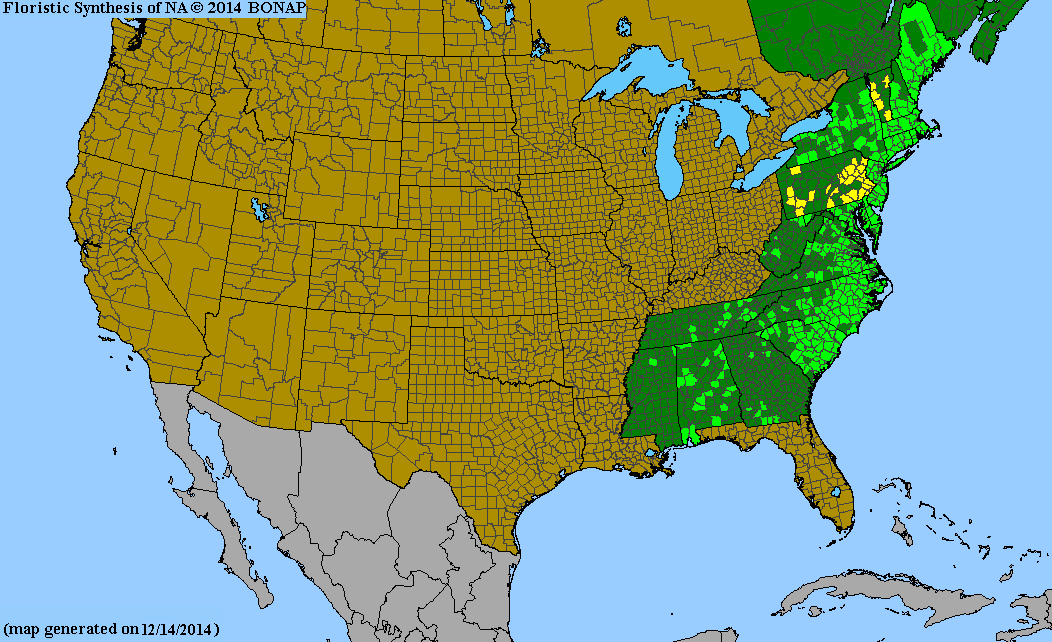 Amelanchier canadensis (Shadbush)