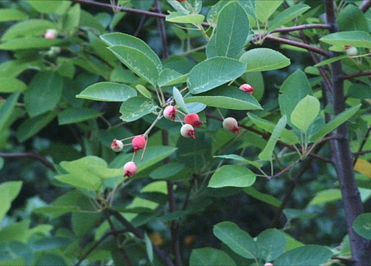 Amelanchier canadensis (Shadbush)