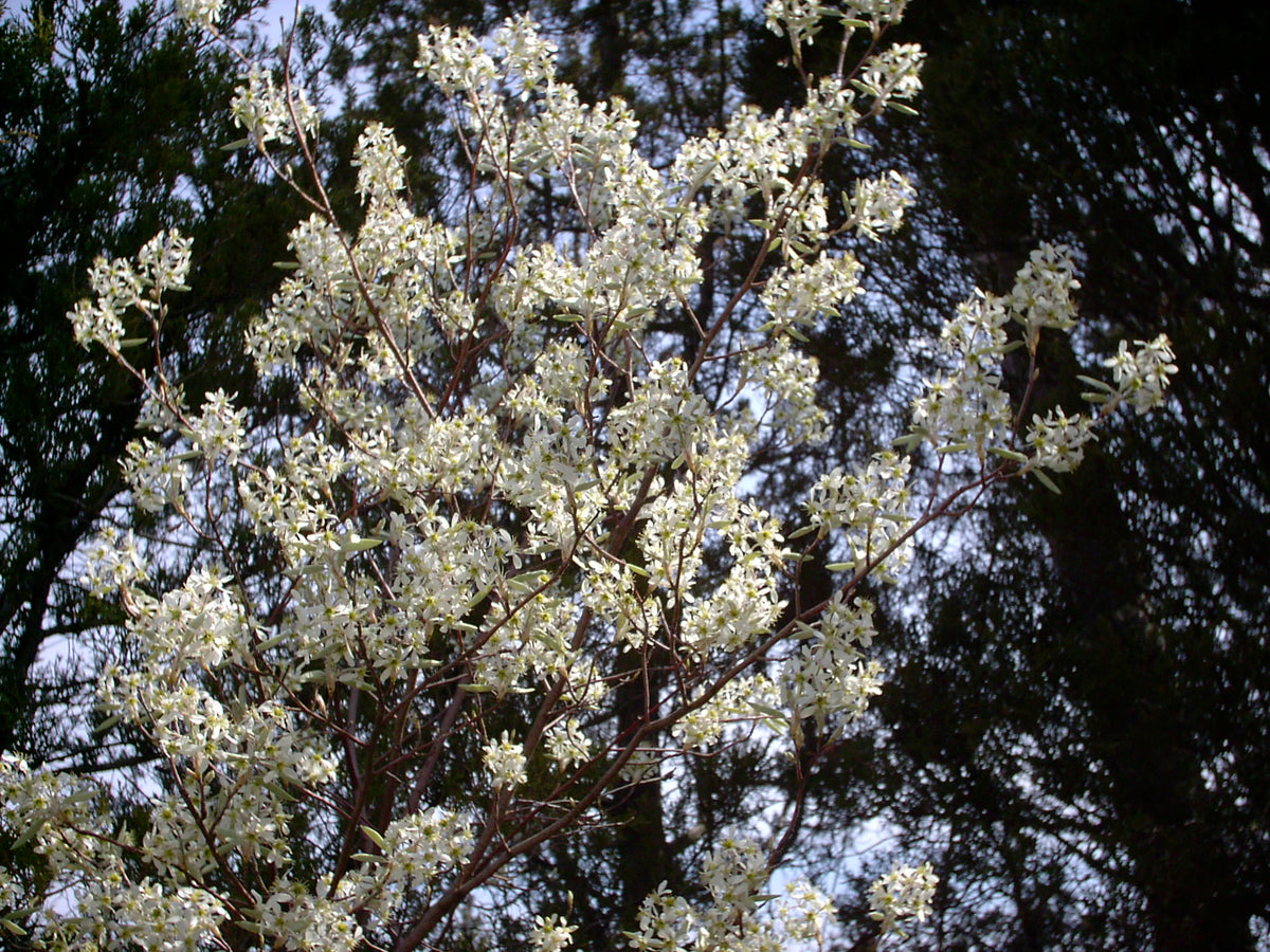 Amelanchier canadensis (Shadbush)