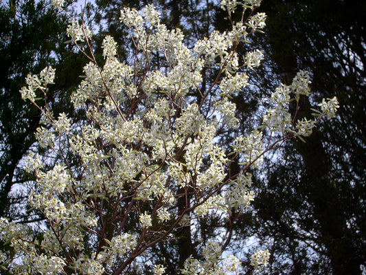 Amelanchier canadensis (Shadbush)