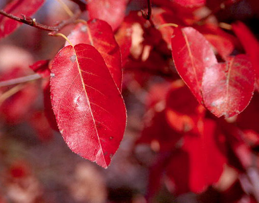 Amelanchier canadensis (Shadbush)