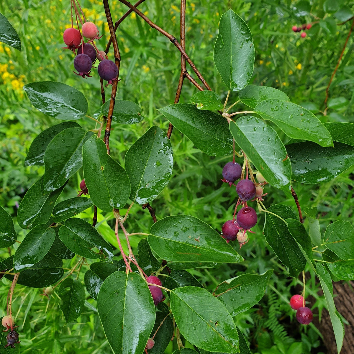 Amelanchier laevis (Allegheny Serviceberry)