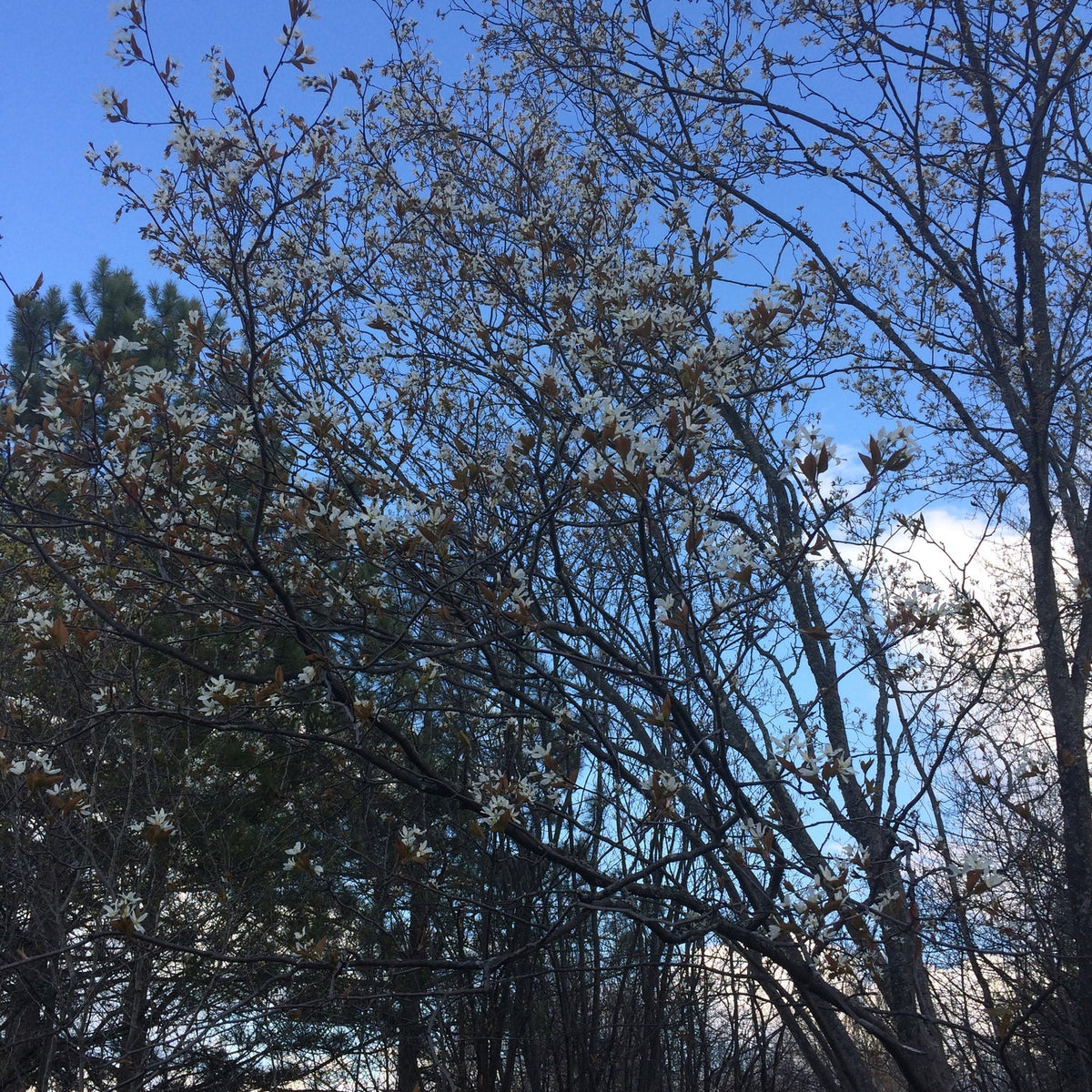 Amelanchier laevis (Allegheny Serviceberry)