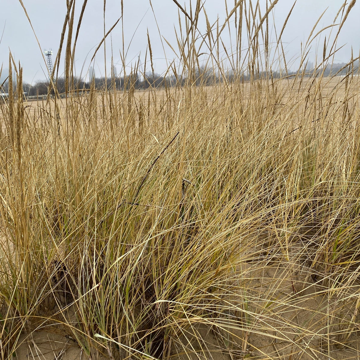 Ammophila breviligulata (American Beachgrass)