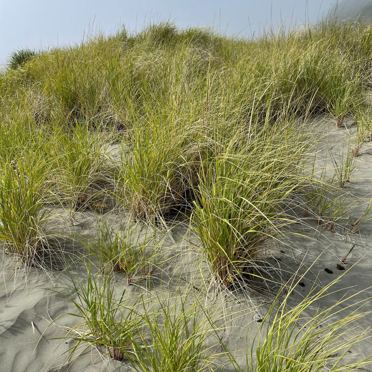 Ammophila breviligulata (American Beachgrass)