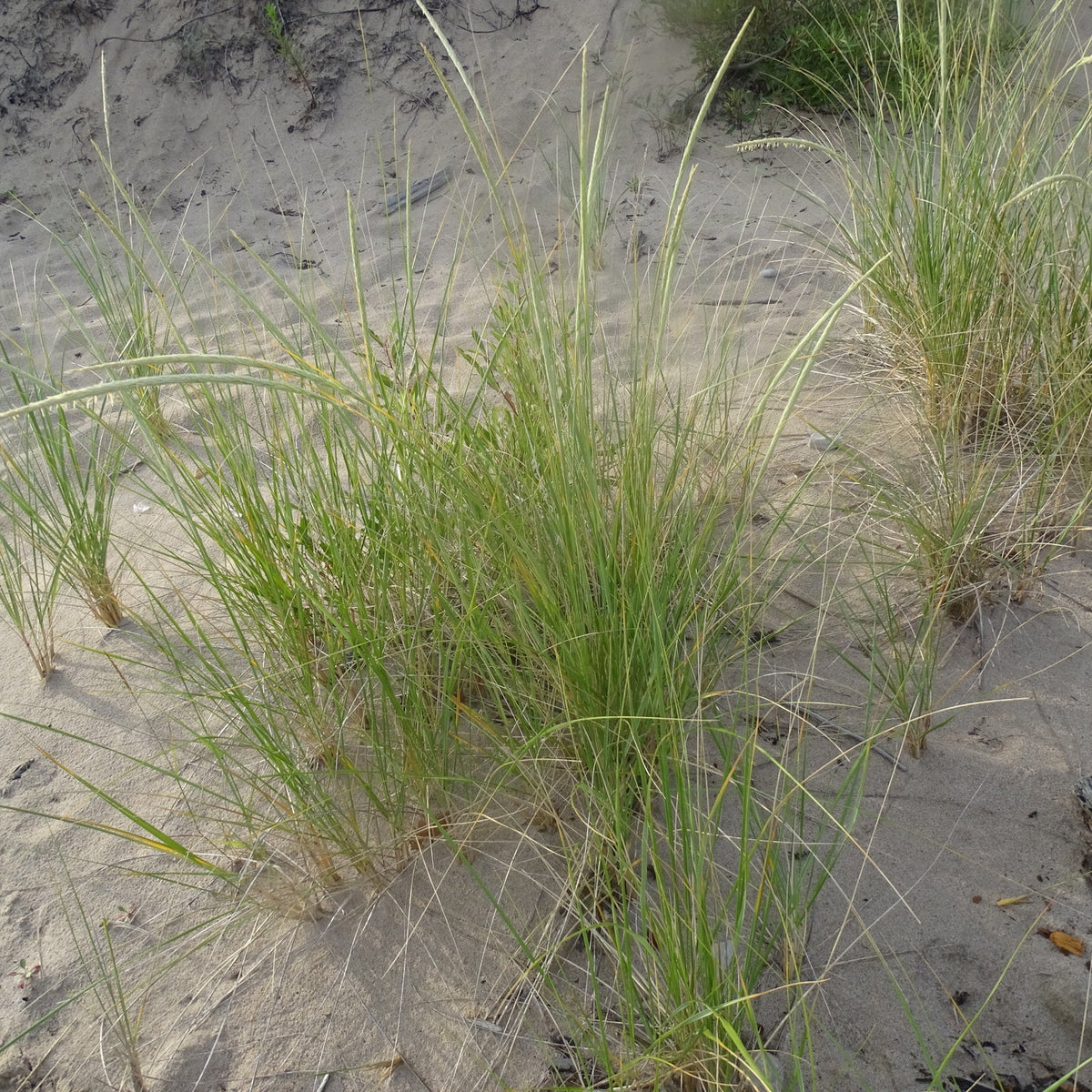 Ammophila breviligulata (American Beachgrass)