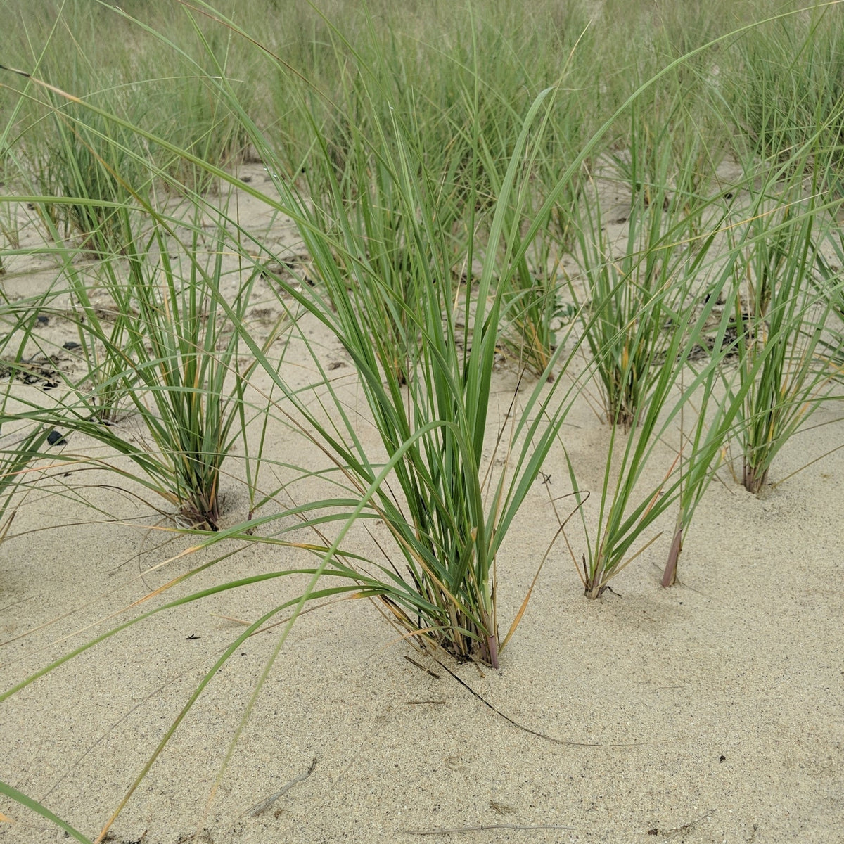 Ammophila breviligulata (American Beachgrass)