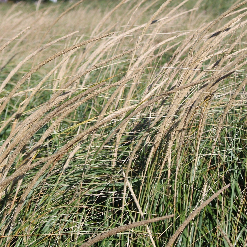 Ammophila breviligulata (American Beachgrass)