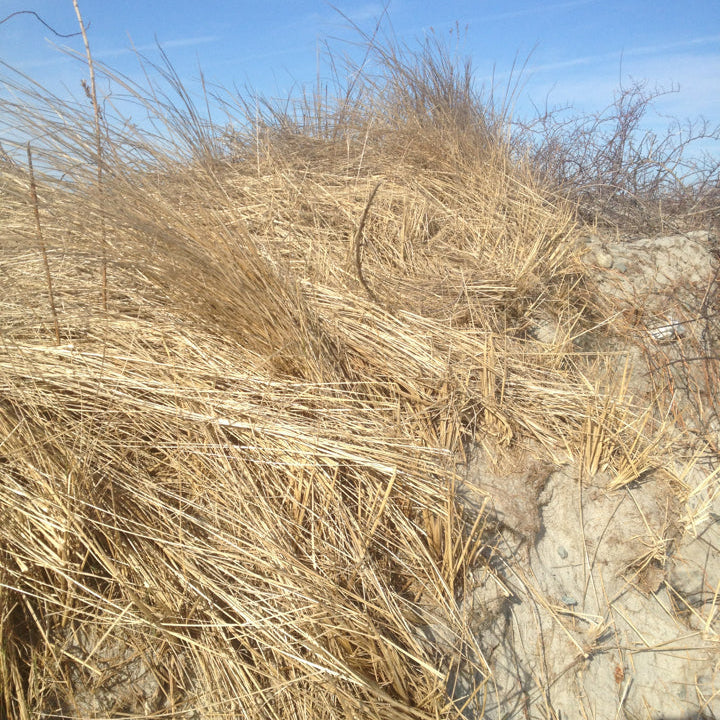 Ammophila breviligulata (American Beachgrass)